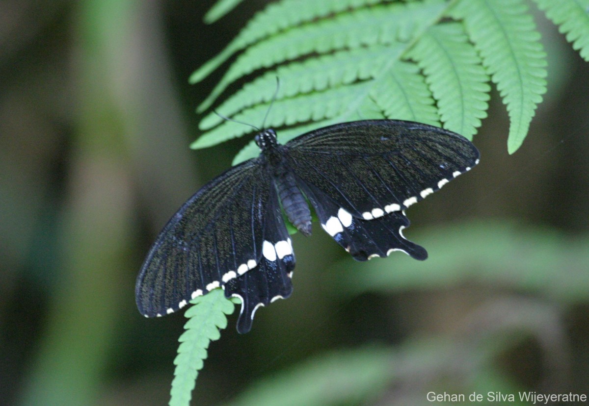 Papilio polytes Linnaeus, 1758